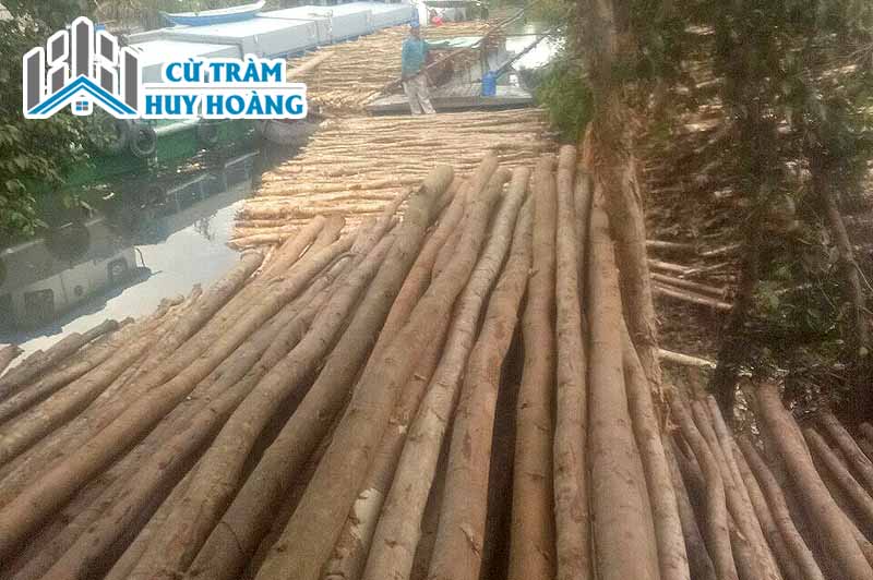 Cừ bạch đàn