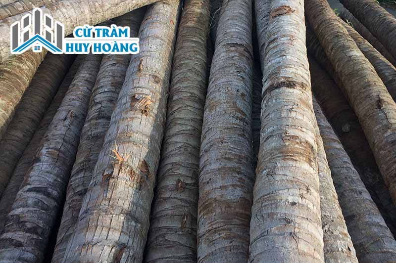 giá cừ dừa