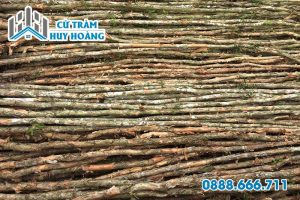 Cừ Tràm Bến Tre