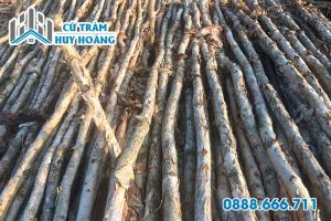 Cừ Tràm Đồng Nai