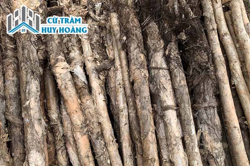 cừ tràm