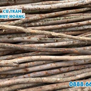 Cây chống bạch đàn 4m, gốc 7cm 3