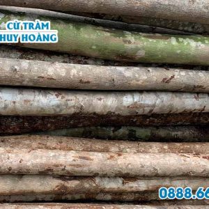 Cây chống bạch đàn 4m, gốc 8cm 2