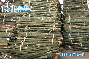 Cọc tre