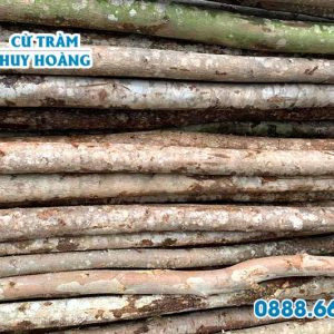 Cừ bạch đàn 6m gốc 10cm 3