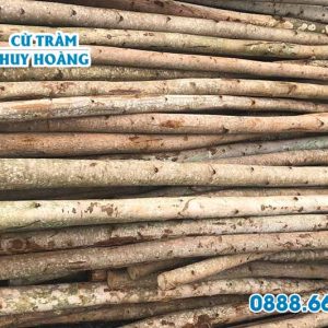 Cừ bạch đàn 6m gốc 12cm 3