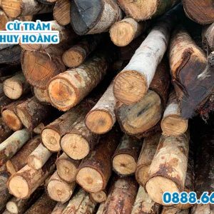Cừ bạch đàn 7.5m, gốc 14cm 3
