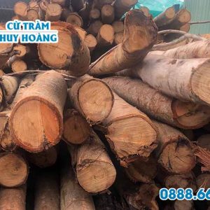 Cừ bạch đàn 7m, gốc 13cm 3