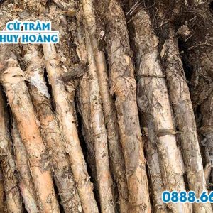cừ tràm 12-14cm 1