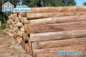 Gỗ bạch đàn đỏ