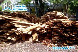 Gỗ tràm bông vàng