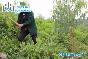 Kỹ thuật trồng cây bạch đàn