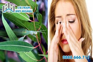 Lá bạch đàn trị bệnh đường hô hấp