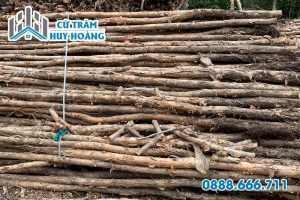 Vựa cừ tràm Cà Mau