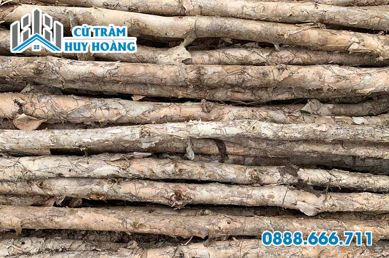 Vựa cừ tràm Cần Thơ