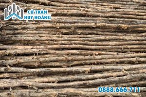 Vựa cừ tràm Vĩnh Long