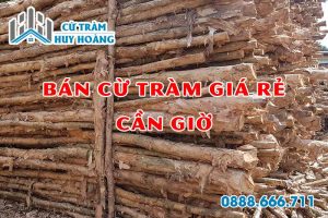cu tram can gio
