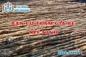 cu tram tay ninh