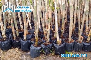 Cách nhân giống tầm vông