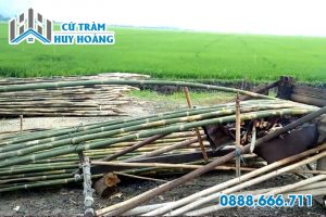 uon tam vong tren lua