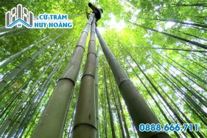 Thân cây trúc sào