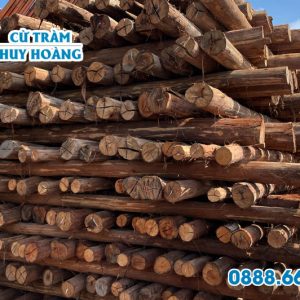 Bạch đàn bóc vỏ