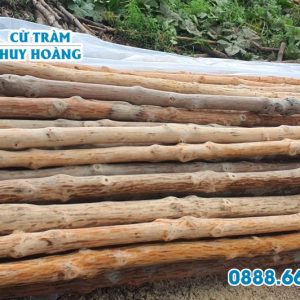 Cây gỗ đước làm nhà