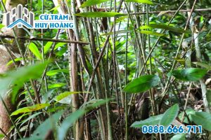 Cây mây rừng tự nhiên